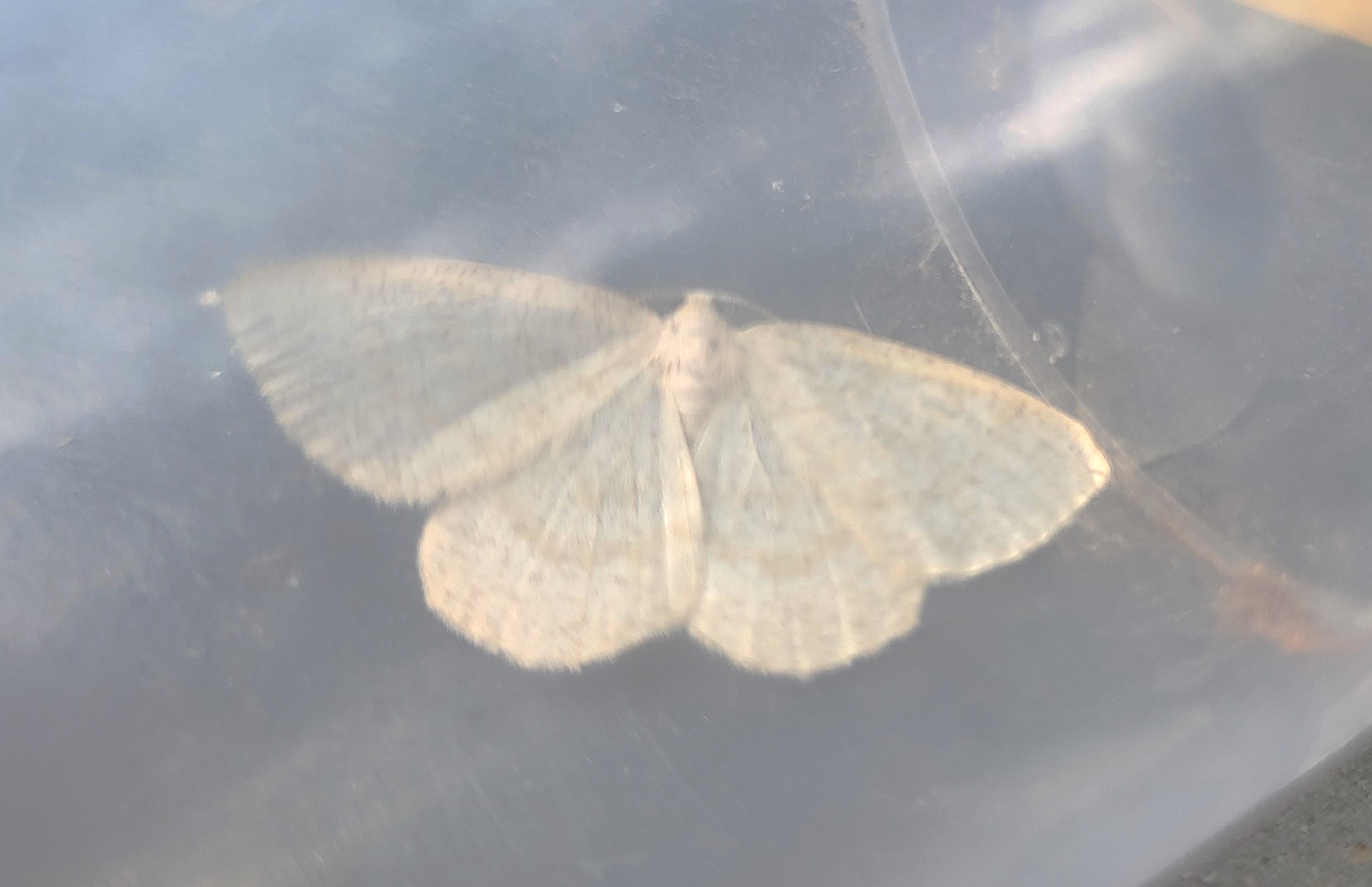 Photo of Common Wave (Cabera exanthemata)